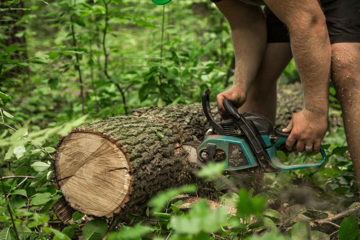 Tree Root Removal in Longwood, FL